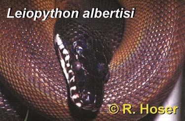 white-lipped python