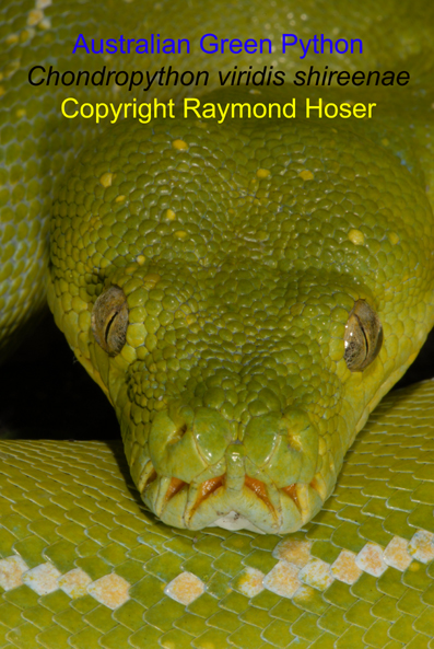 Green Tree Python from Australia.