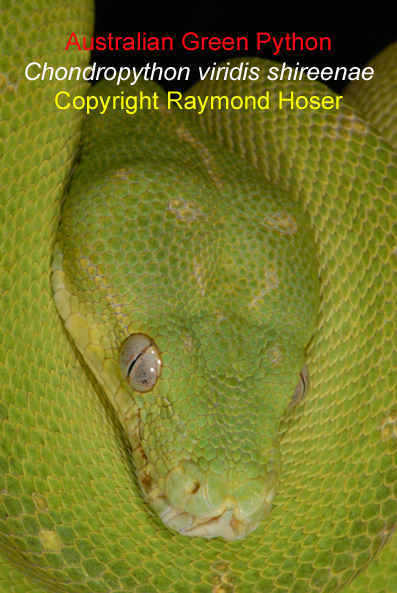 Australian Green Python Morelia viridis shireenae.