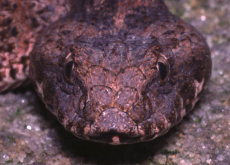 Death Adder Snake