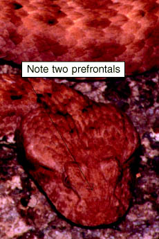 Click here to view a larger image and the summary of diagnostic information for the species, with reference to the two prefrontals diagnostic for the species (as opposed to two divided / four for A. pyrrhus.  This photo may be reproduced by anyone provided that at the same place the original photographer (Raymond Hoser) AND weblink to -smuggled.com- are also acknowledged and/or cited as the source.  These are conditions of reproduction.