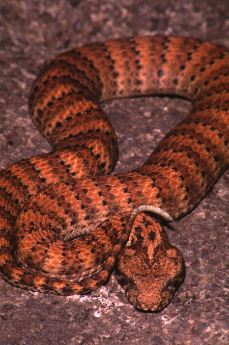 Inland Queensland Death Adder - Acanthophis woolfi - Subadult from Djarra, Queensland, Australia.