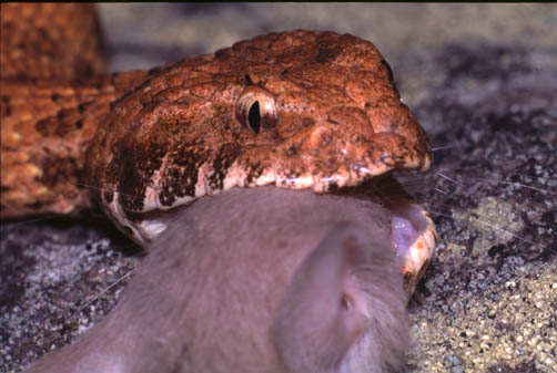 Desert Death Adder