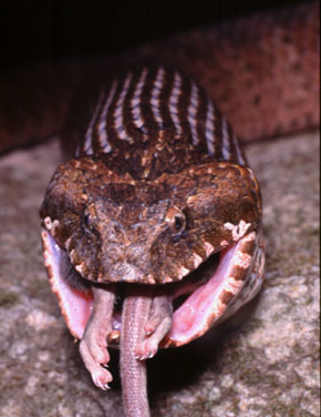 Death Adder - Acanthophis antarcticus - From Sydney, NSW, Australia.