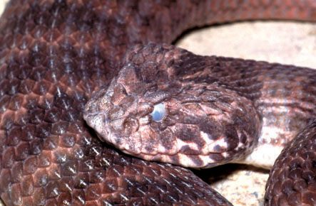 Pre-slough Sydney Death Adder.