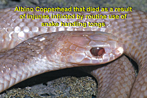 Copperhead killed through the illegal use of tongs