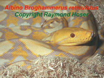 Reticulated Python Broghammerus reticulatus, formerly known as Python reticulatus, Albino, World's longest snake, world's longest living snake. Photo by Raymond Hoser, Copyright, Unauthorised use prohibited