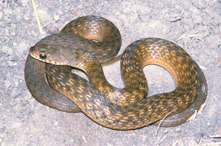 keelback or freshwater snake amphiesma mairii gray 1841