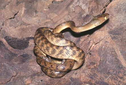 From: a definitive and authoratative book on Australia's Reptiles and Frogs.  It is now available on CD-rom along with over 100 definitive reptile-related publications - It is a 