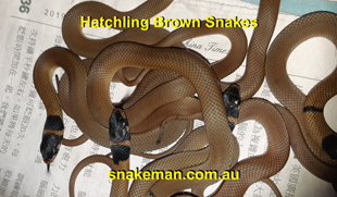 Captive bred Eastern Brown Snakes - Snakeman Raymond Hoser
