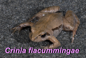 Crinia fiacummingae from Apollo Bay, Victoria