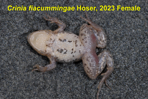 Crinia fiacummingae from Apollo Bay, Victoria