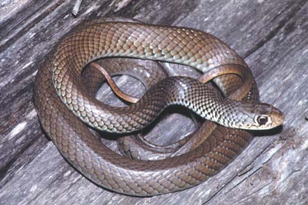 From: a definitive and authoratative book on Australia's Reptiles and Frogs.  It is now available on CD-rom along with over 100 definitive reptile-related publications - It is a 