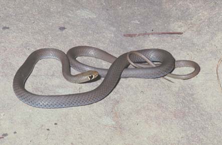 From: a definitive and authoratative book on Australia's Reptiles and Frogs.  It is now available on CD-rom along with over 100 definitive reptile-related publications - It is a 