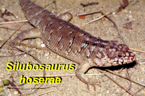 Silubosaurus hoserae Hoser, 2018 or otherwise known as Egernia hoserae Hoser, 2018