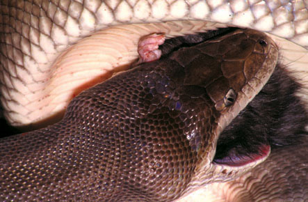 From a definitive and authoratative book on Australia's Reptiles and Frogs.  It is now available on CD-rom along with over 100 definitive reptile-related publications - It is a 