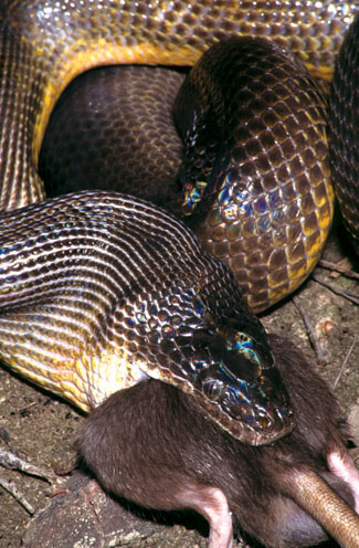 From a definitive and authoratative book on Australia's Reptiles and Frogs.  It is now available on CD-rom along with over 100 definitive reptile-related publications - It is a 