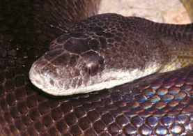 NT Katrinus fuscus jackyae or Water Python from the NT, Australia
