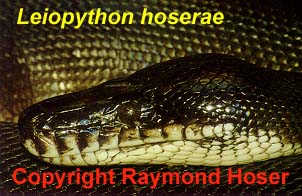 Hoser's Python, Click here to download the high resolution version of this photo (less than 1 MB) which has no caption information on it.  This photo may be reproduced by anyone provided that at the same place the original photographer (Raymond Hoser) AND weblink to -smuggled.com- are also acknowledged and/or cited as the source.  These are conditions of reproduction.