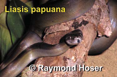 Click here to download the high resolution version of this photo (.6 MB) which has no caption information on it.  This photo may be reproduced by anyone provided that at the same place the original photographer (Raymond Hoser) AND weblink to -smuggled.com- are also acknowledged and/or cited as the source.  These are conditions of reproduction.