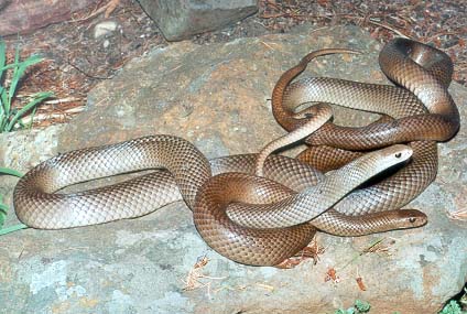 pics of snakes mating