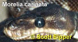 Click here to download the high resolution version of this photo (1 MB) which has no caption information on it.  This photo may be reproduced by anyone provided that at the same place the original photographer (Scott Eipper) AND weblink to -smuggled.com- are also acknowledged and/or cited as the source.  These are conditions of reproduction.