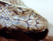 Click here to view the image of <I>Pailsus weigeli</I>.  This photo may be reproduced by anyone provided that at the same place the original photographer (Neil Sonneman) AND weblink to -smuggled.com- are also acknowledged and/or cited as the source.  These are conditions of reproduction.