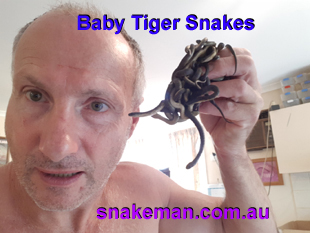 Captive bred Tiger Snakes - Newborns - Snakeman Raymond Hoser