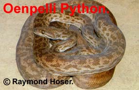 Oenpelli Python