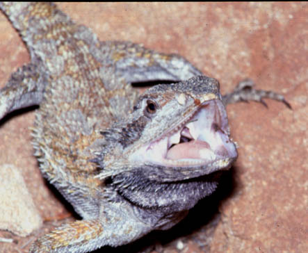 Pogona mitchelli