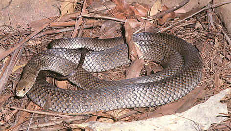 Eastern Brown Snake (Pseudonaja textilis) from New South Wales.  The definitive and authoratative book on Australia's Reptiles and Frogs, namely 