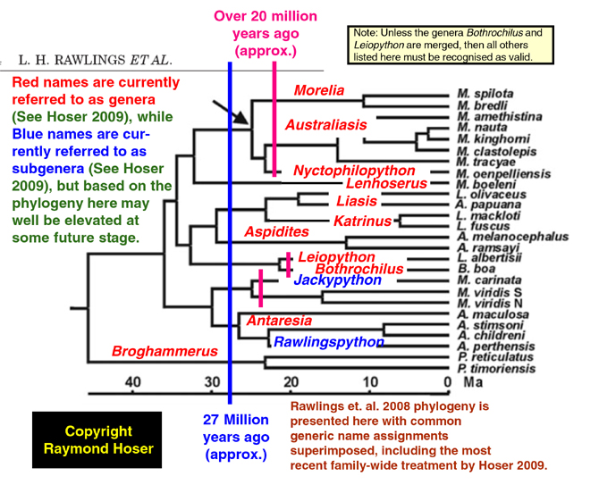 Boelen's Python phylogeny