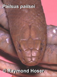 Queensland False King Brown Snake
