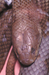 Click here to view the image of <I>Cannia australis burgessi</I>.  This photo may be reproduced by anyone provided that at the same place the original photographer (Raymond Hoser) AND weblink to -smuggled.com- are also acknowledged and/or cited as the source.  These are conditions of reproduction.