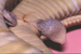 Click here to view the image of <I>Cannia australis</I>.  This photo may be reproduced by anyone provided that at the same place the original photographer (Raymond Hoser) AND weblink to -smuggled.com- are also acknowledged and/or cited as the source.  These are conditions of reproduction.