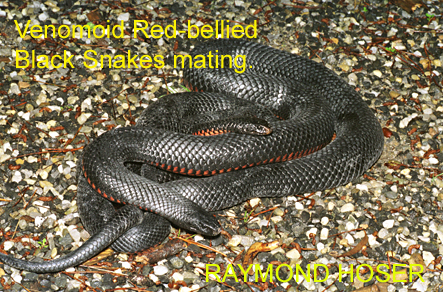 Mating Venomoid Red-bellied Black Snakes