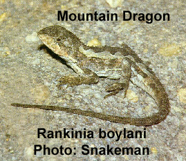 Mountain Dragon Rankinia boylani Wells and Wellington