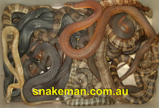 Masses of adult Death Noodles as in Deadly Snakes, in this case, Tiger, Brown, Black and Copperhead