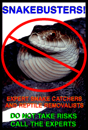 reptile removal