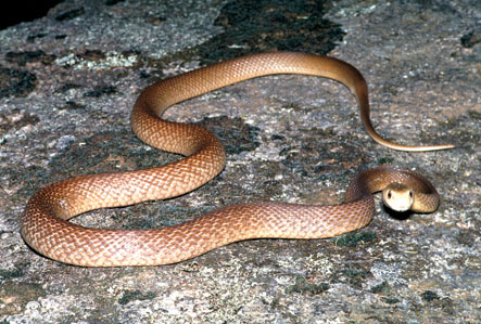 snakes taipans had subspecies including description