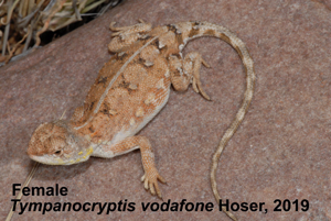 Tympanocryptis vodafone