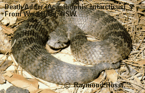 Female Death Adder from West Head, New South Wales, Australia.