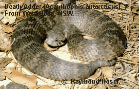 Grey Female Death Adder from West Head, NSW, Australia.