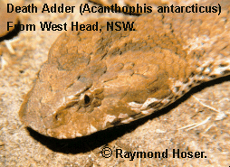 Male Death Adder - Acanthophis antarcticus - from West Head, New South Wales, Australia.
