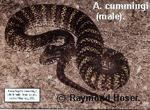 Acanthophis cummingi, Top End Death Adder