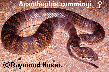 Top End Death Adder - Acanthophis cummingi - 3 Foot Female