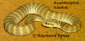 Barkly Death Adder - Acanthophis hawkei from Anthony's Lagoon, NT.