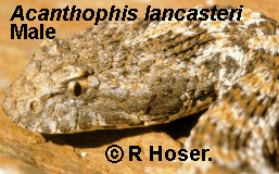 North-west Death Adder - A. lancasteri