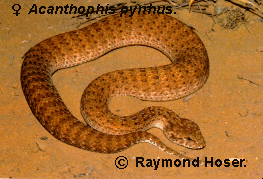 Desert Death Adder from The Tits, WA, Australia.  This specimen is a captive adult female.