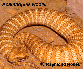 Inland Queensland Death Adder - Acanthophis woolfi - Subadult from Djarra, Queensland, Australia.